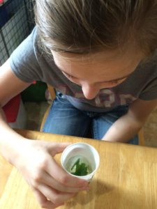 Leaves Mixed Into Acetone During Chlorophyll Chromatography Science Experiment