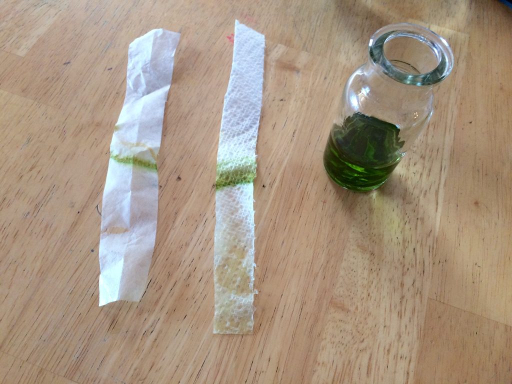 Paper Strips Showing Leaf Pigments After Chlorophyll Chromatography Science Experiment