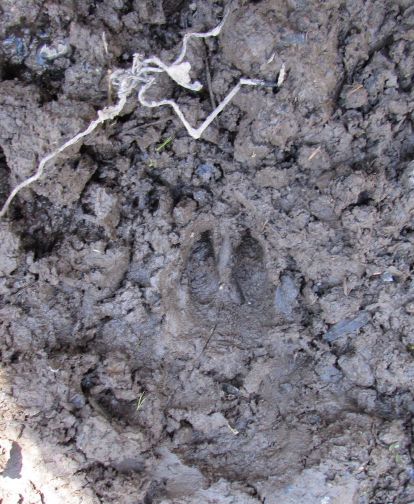 wild hog track in mud before casting in plaster