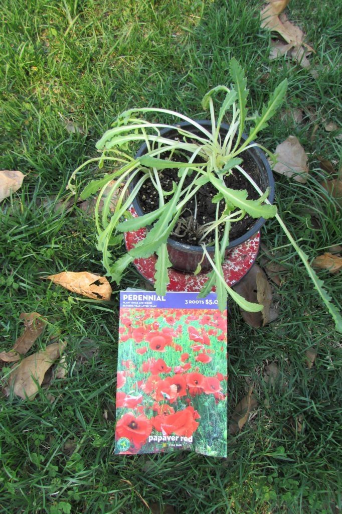 Young Red Poppy Plants