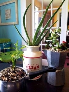 Unusual Containers Used As Planters For Aloe and Other Indoor Plants