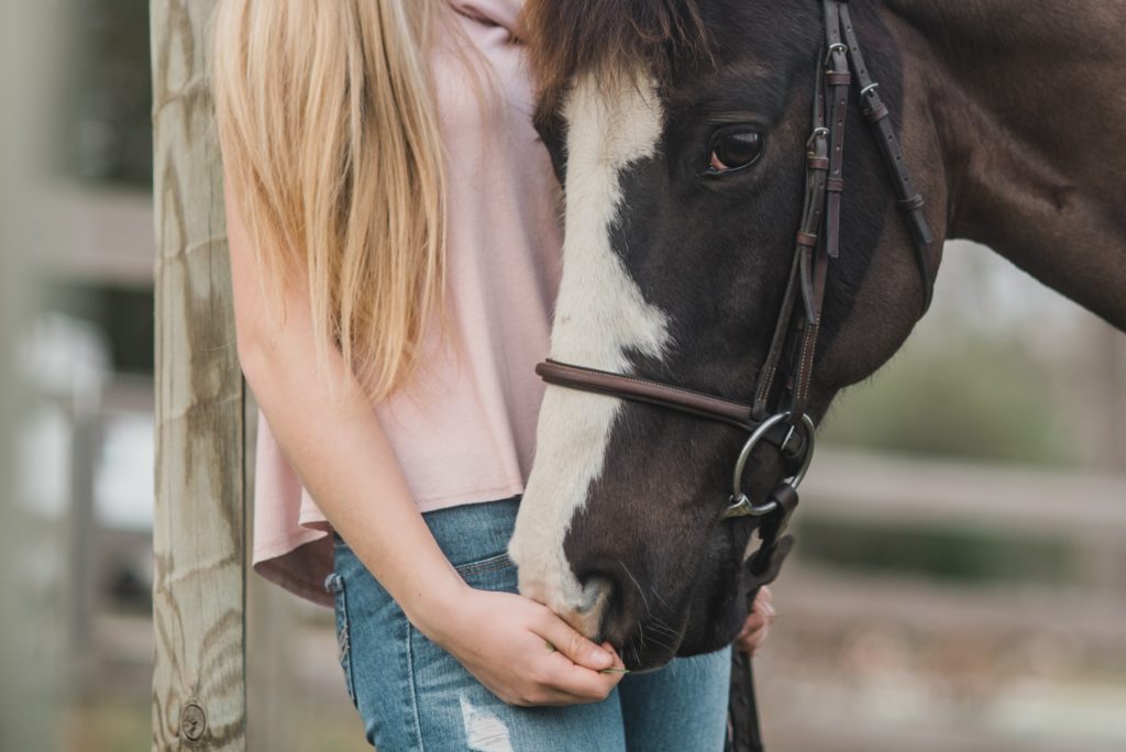 horse grooming homeschool homeschooling