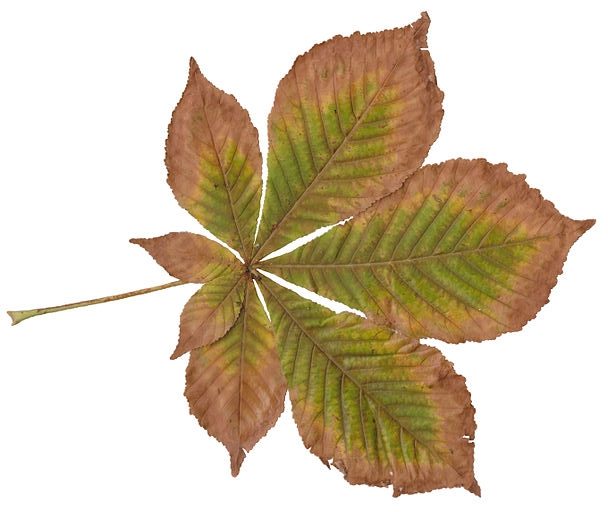 palmately compound leaf homeschool homeschooling fall leaves