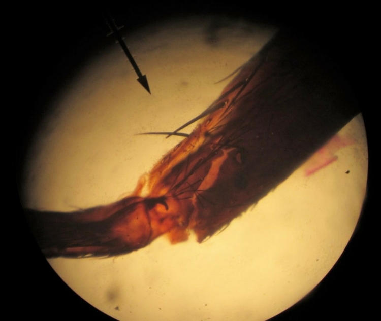 fly leg microscope microscopes nature science