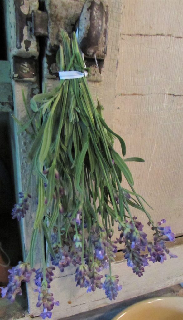 lavender hanging to dry
