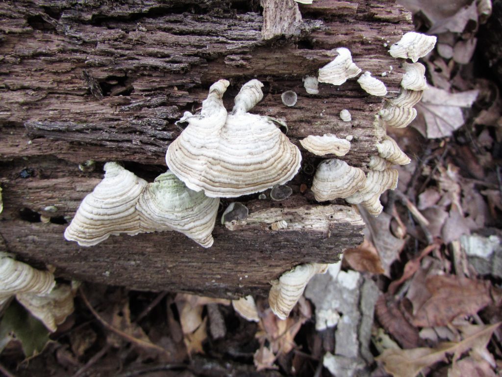 fungus nature science homeschool homeschooling