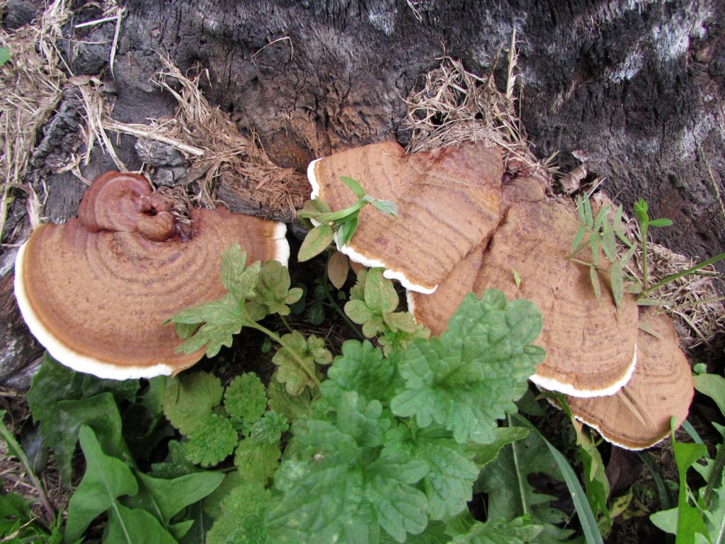 fungus nature homeschooling homeschool mushrooms