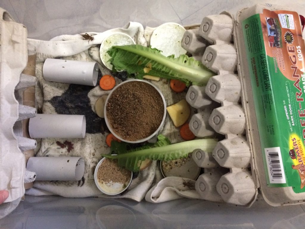 cricket habitat recycling homeschool homeschooling frugality