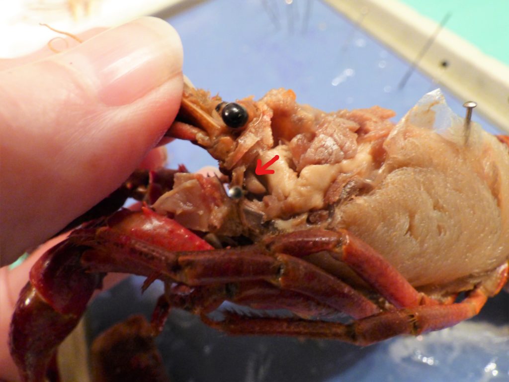 crawdad crayfish dissection science nature homeschool homeschooling