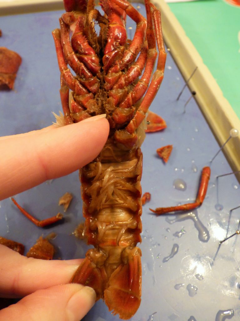 crawdad crayfish dissection science nature homeschool homeschooling