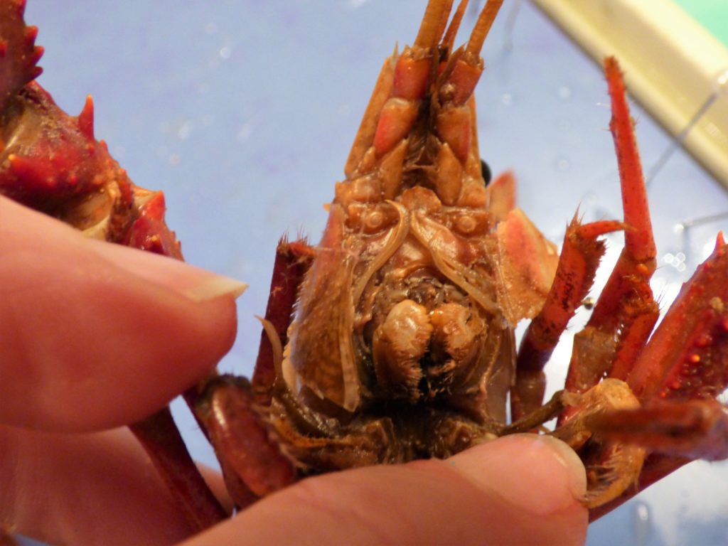 crawdad crayfish dissection homeschool homeschooling nature science
