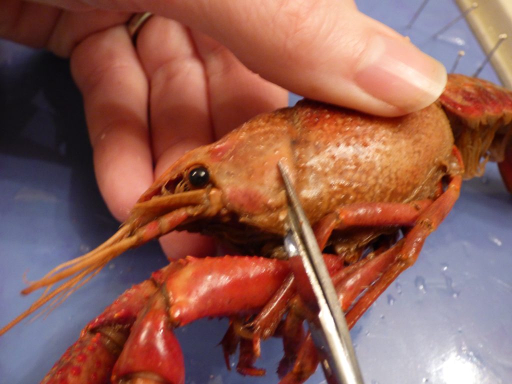 crawdad crayfish dissection nature science homeschool homeschooling