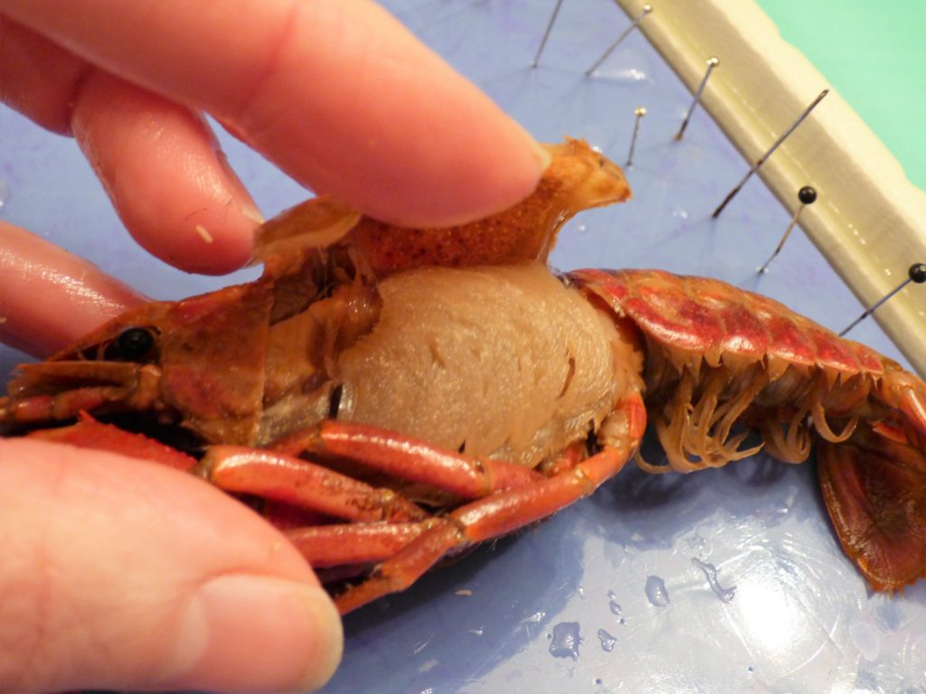 Crawdad crayfish dissection science nature homeschool homeschooling