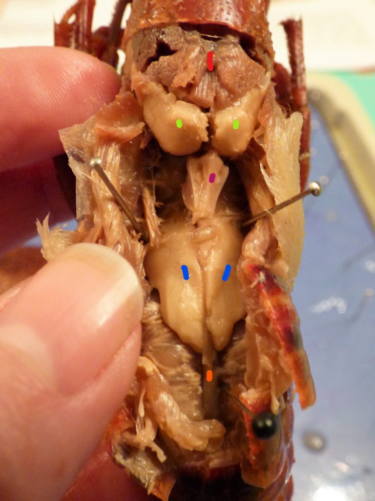 Crawdad crayfish dissection organs science nature homeschool homeschooling