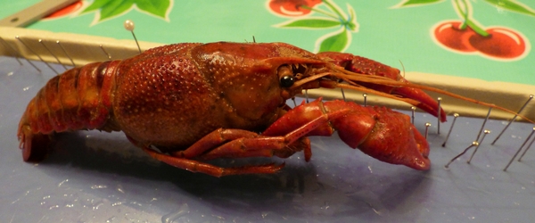 crawdad crayfish dissection science nature