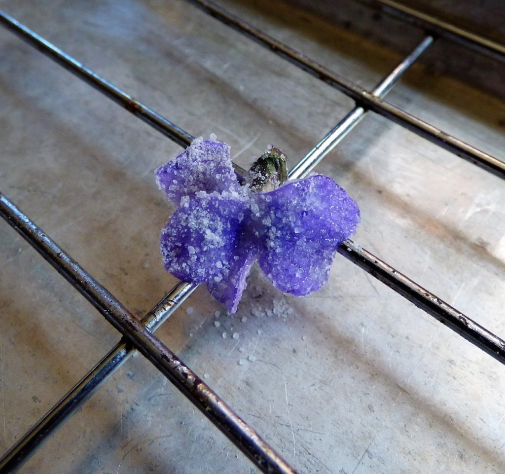 sugared violet edible