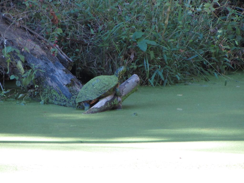 water turtle homeschool homeschooling