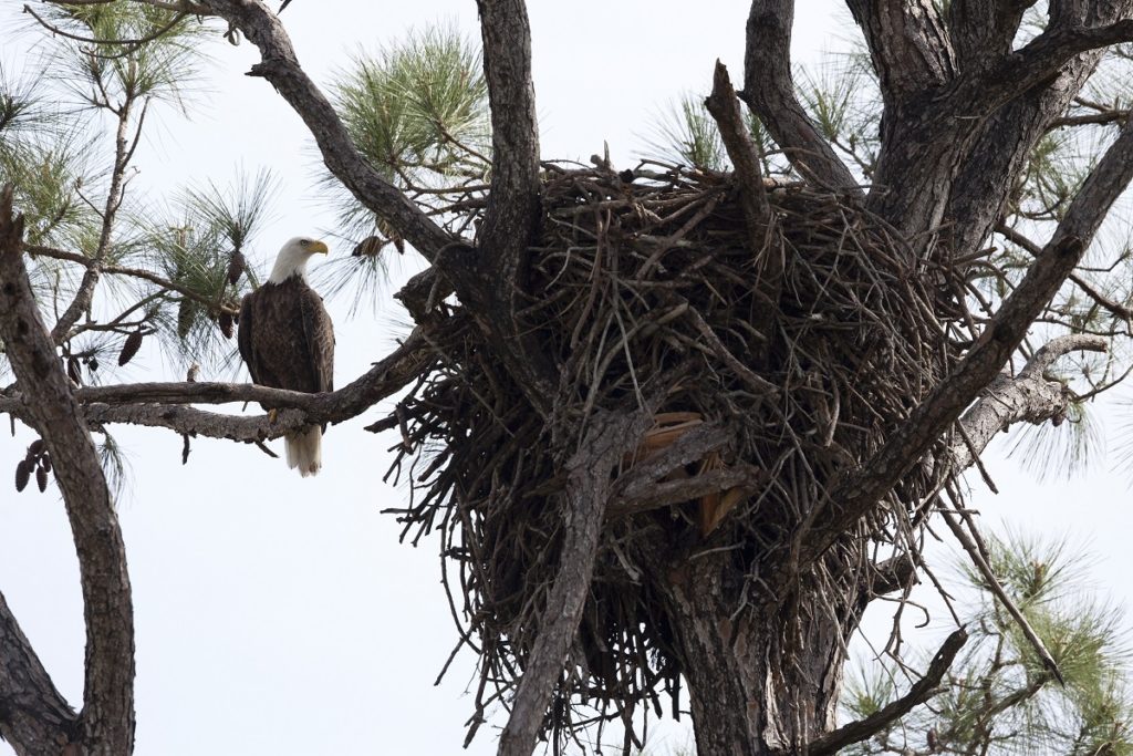 Bald Eagle American national bird homeschool homeschooling