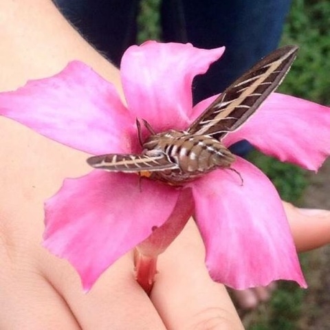 Hummingbird Moth homeschool homeschooling