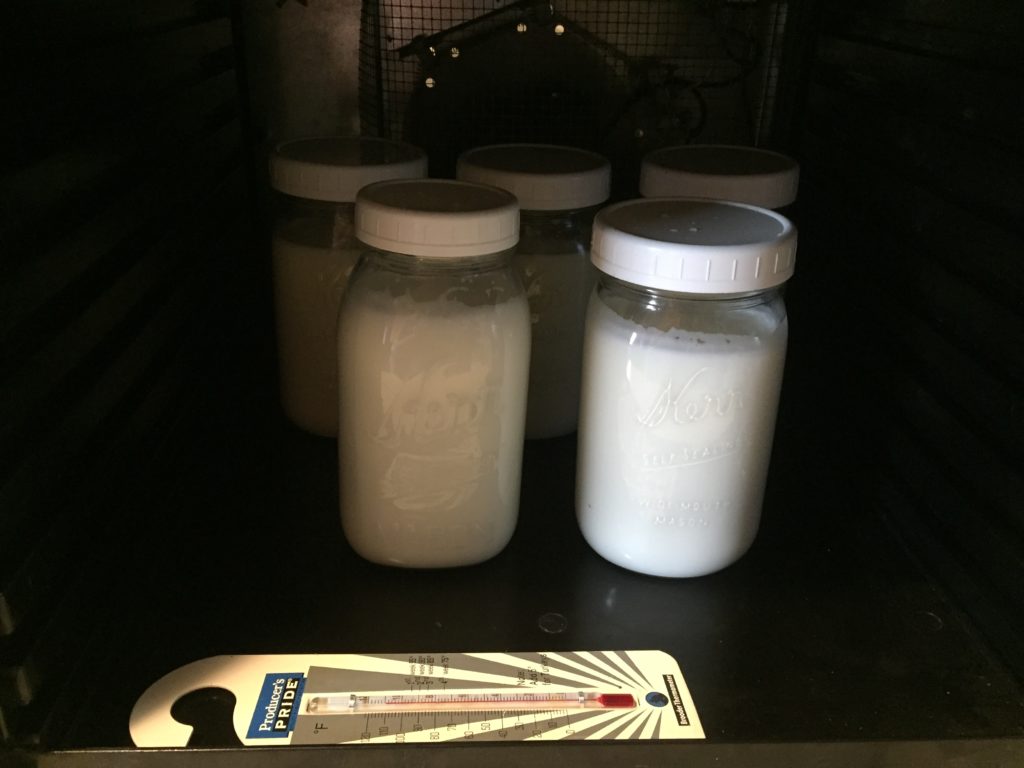 homemade yogurt dehydrator method recipe
