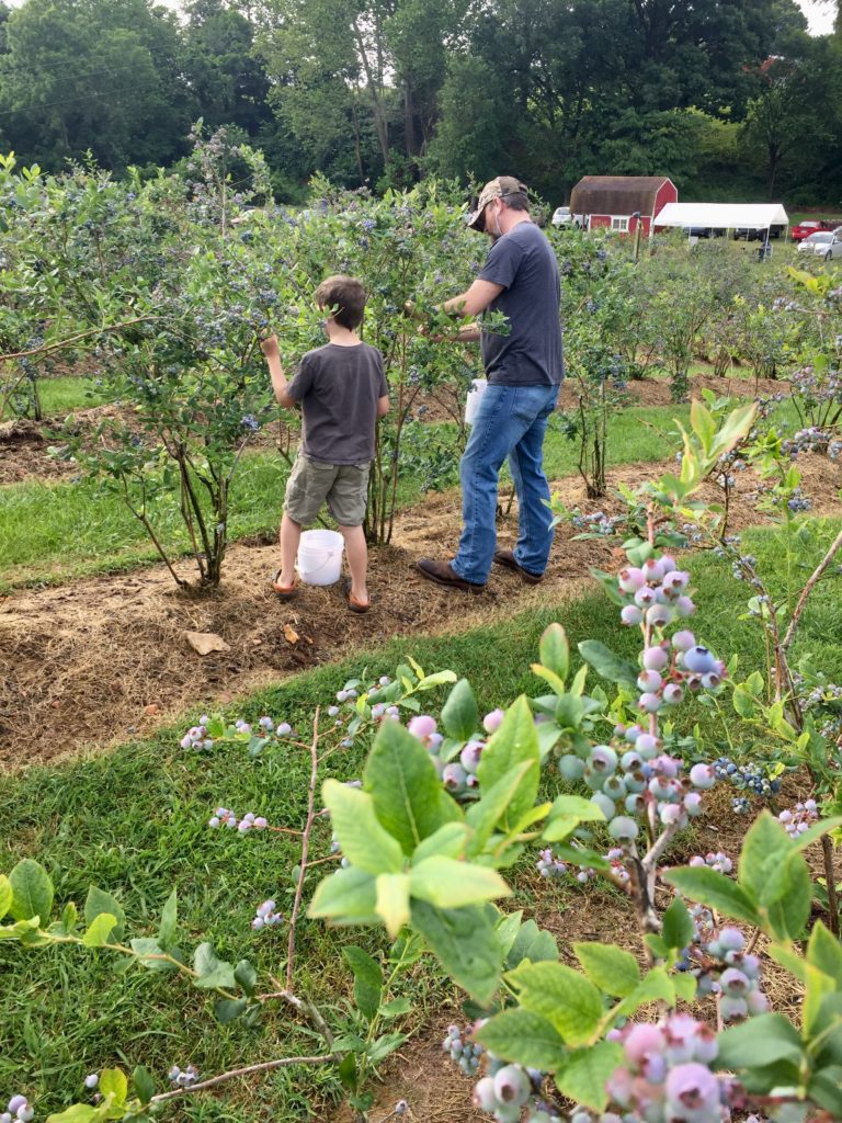 blueberry picking blueberries family home homeschooling