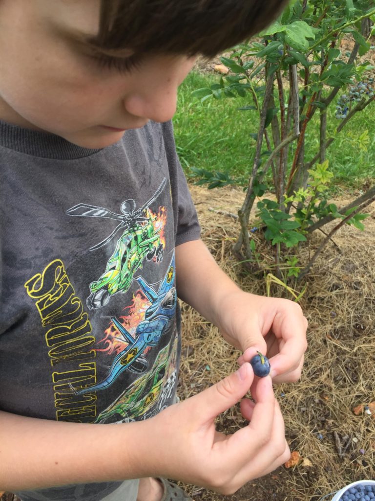 blueberry picking blueberries tradition family