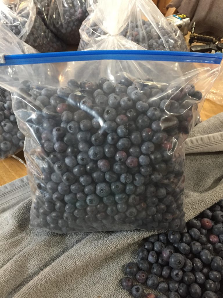 picking blueberries freezing