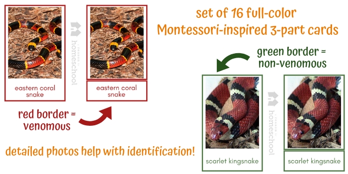 snake identification nature homeschool download printable Montessori