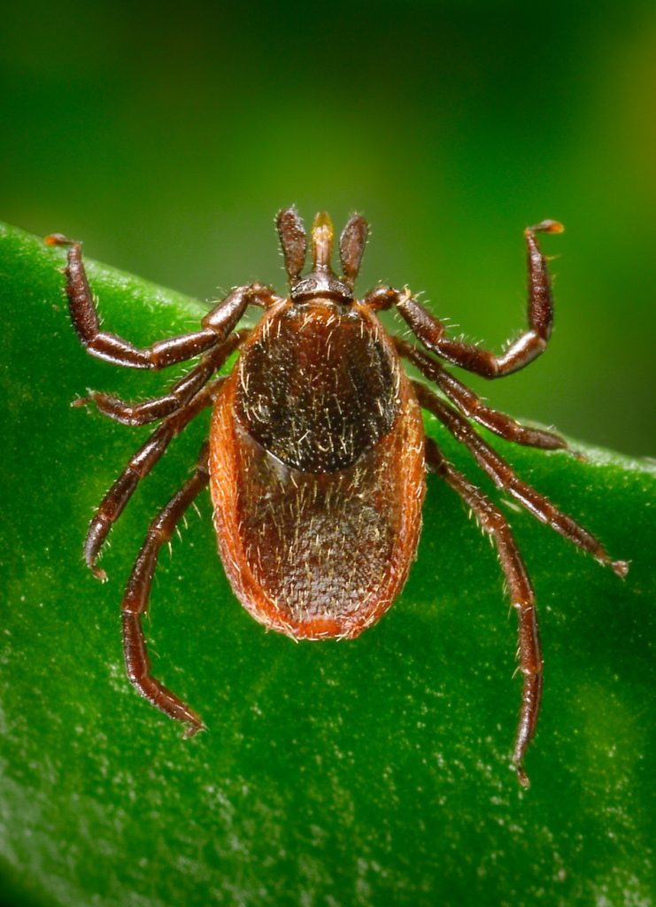 Ixodes pacificus tick