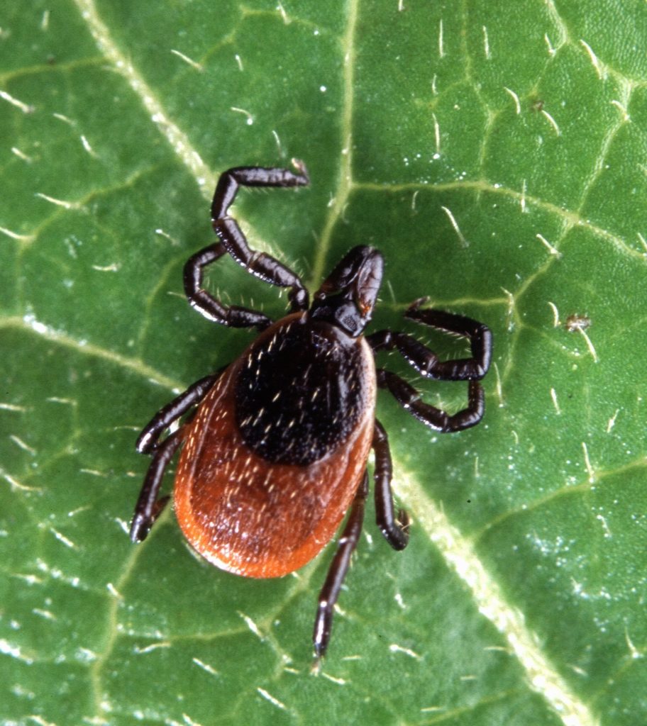 adult black legged deer tick