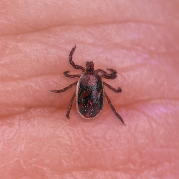 brown dog tick