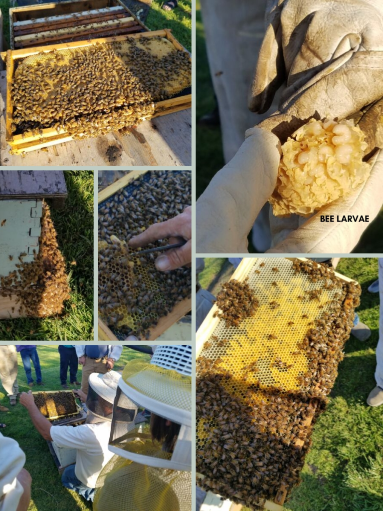 honey bee bees beekeeping homeschool homeschooling science nature