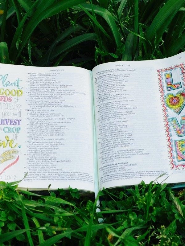 Illustrated Bible in Grass