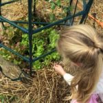 Girl Collecting Lettuce Leaves for Homeschool Science Experiment
