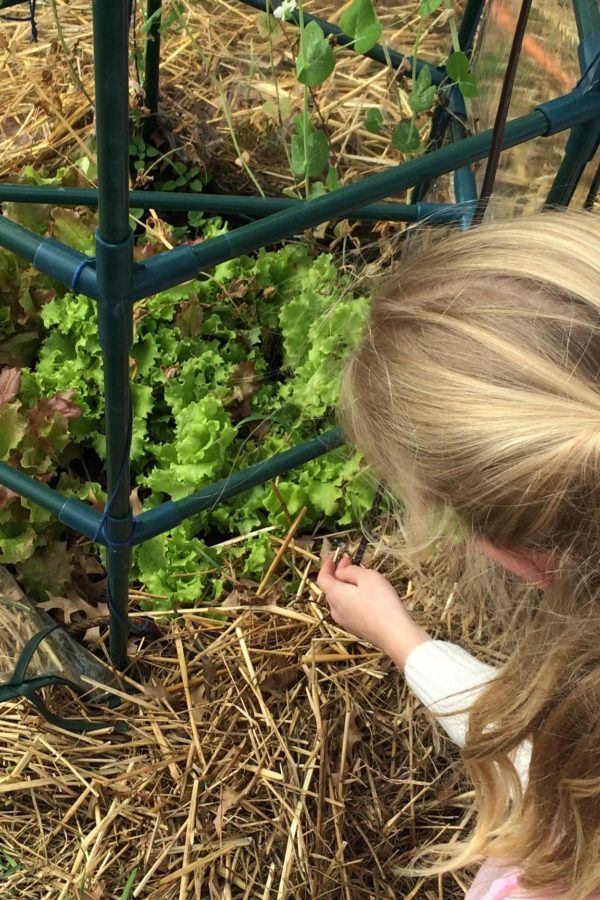 Girl Collecting Lettuce Leaves for Homeschool Science Experiment