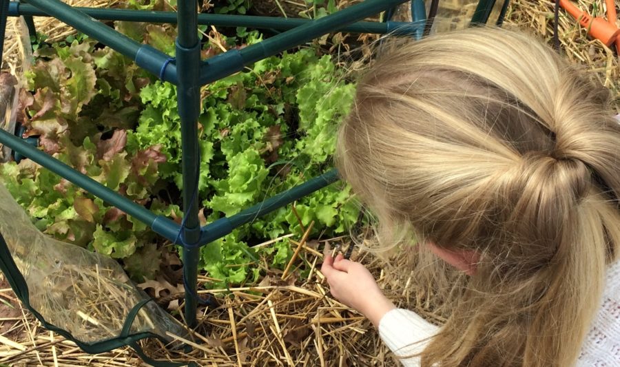 Girl Collecting Lettuce Leaves for Homeschool Science Experiment