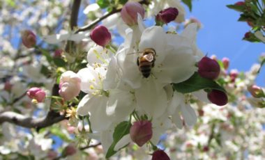 Bee Collecting Pollen From Crabapple Tree Blossoms