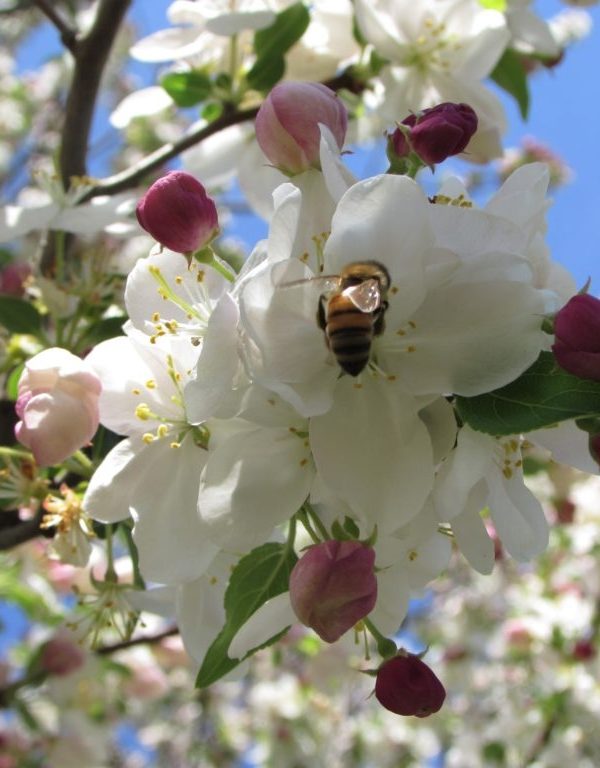 Bee Collecting Pollen From Crabapple Tree Blossoms