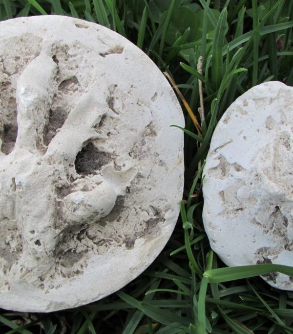 plaster cases of adult and juvenile raccoon tracks