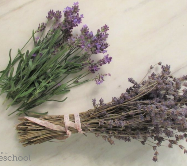 herbs drying freezing preserving homeschool homeschooling