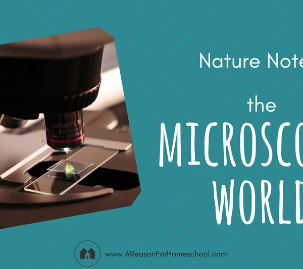 microscope homeschool homeschooling nature notes