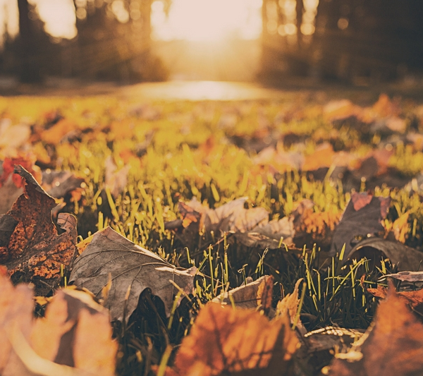 fall autumn leaf activities homeschool homeschooling