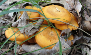 homeschool homeschooling fungus mushrooms