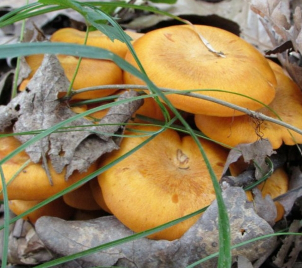 homeschool homeschooling fungus mushrooms