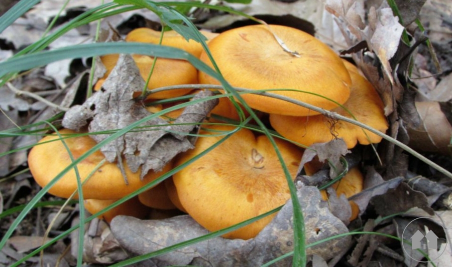 homeschool homeschooling fungus mushrooms