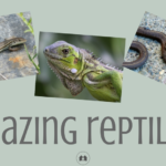 reptiles awareness homeschool homeschooling