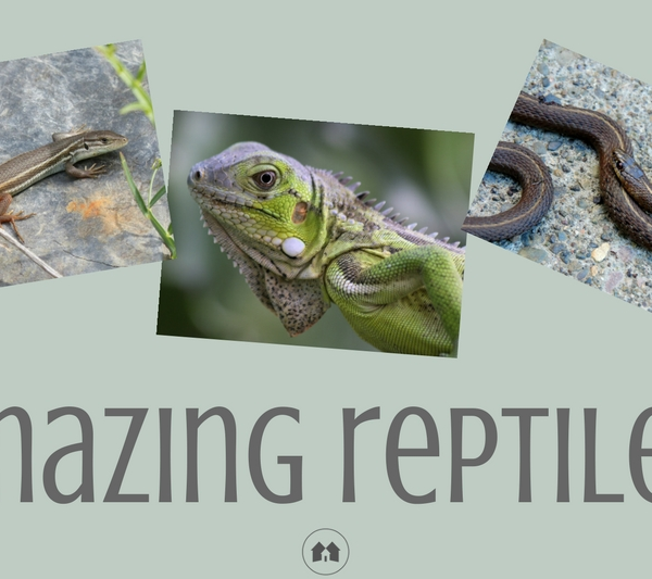 reptiles awareness homeschool homeschooling