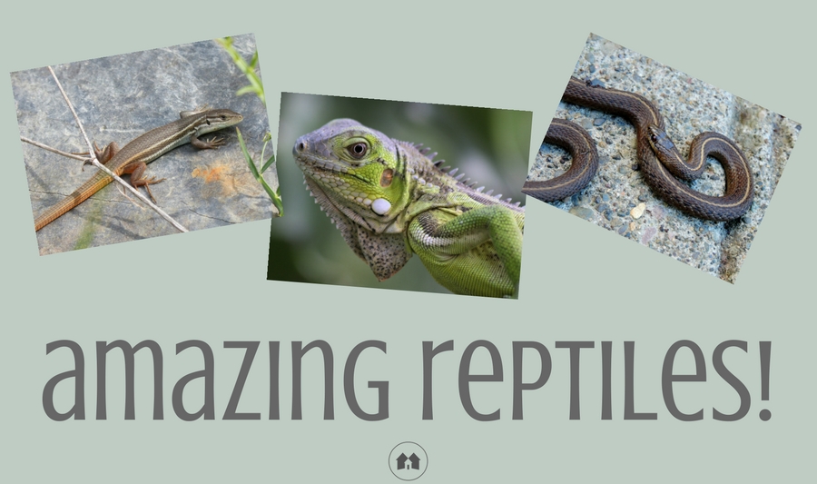 reptiles awareness homeschool homeschooling