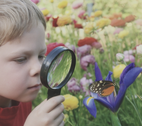 Butterfly butterflies homeschool homeschooling