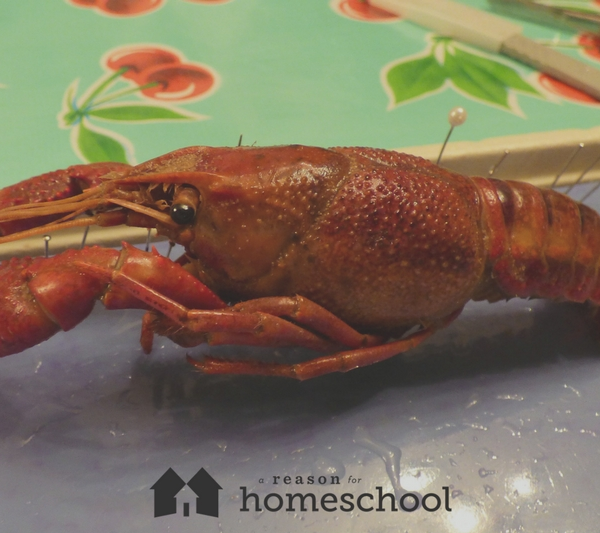 Nature Science Dissection Crawdad Crayfish